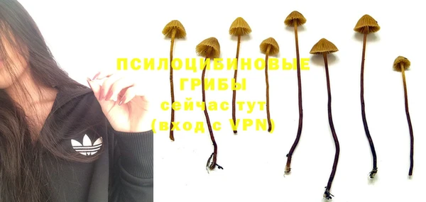 сатива Арсеньев